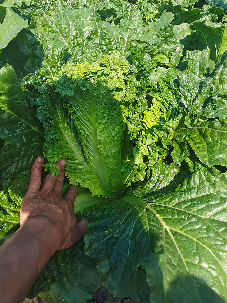 'Cuiqing 60' Qingmaye Chinese Cabbage