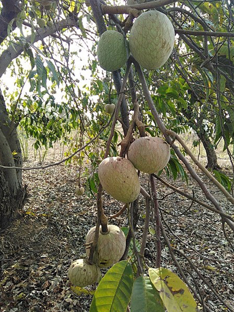 Annona Reticulata