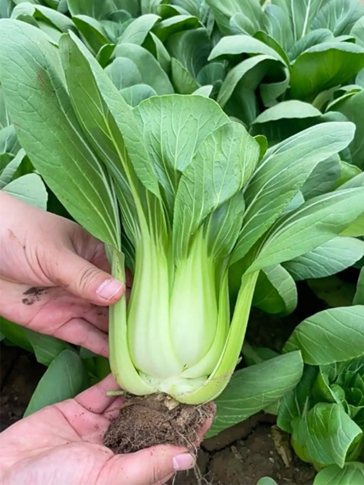 Shanghai Bok Choy