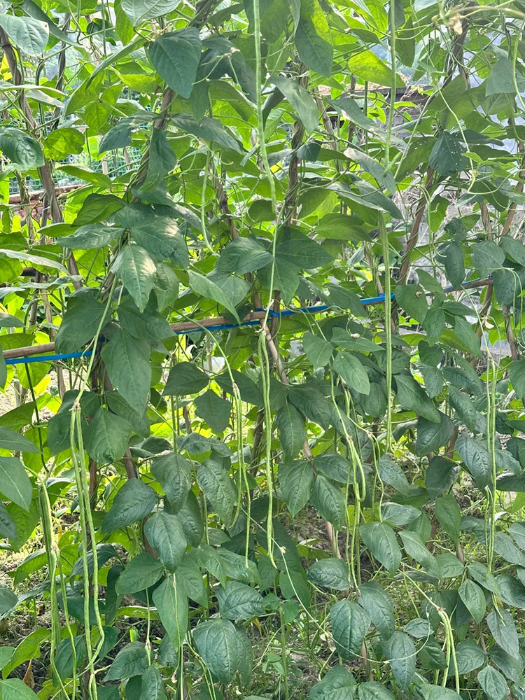 Long Dragon Cowpea