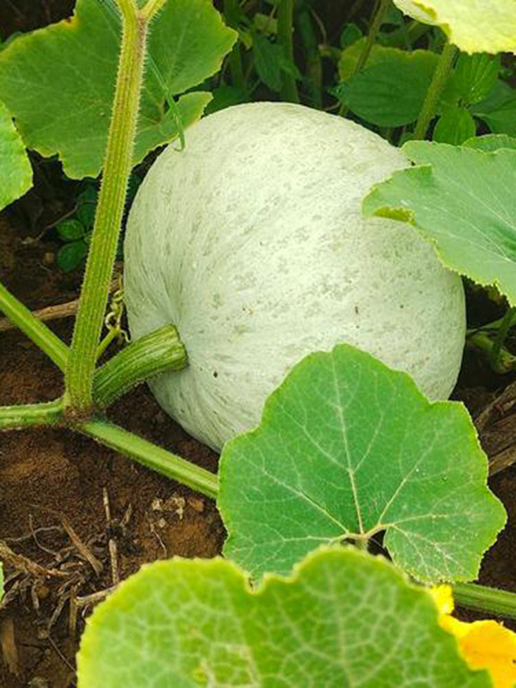 Large White Flat-Seeded Pumpkin