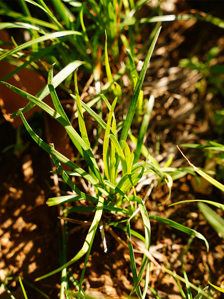 Kentucky Bluegrass