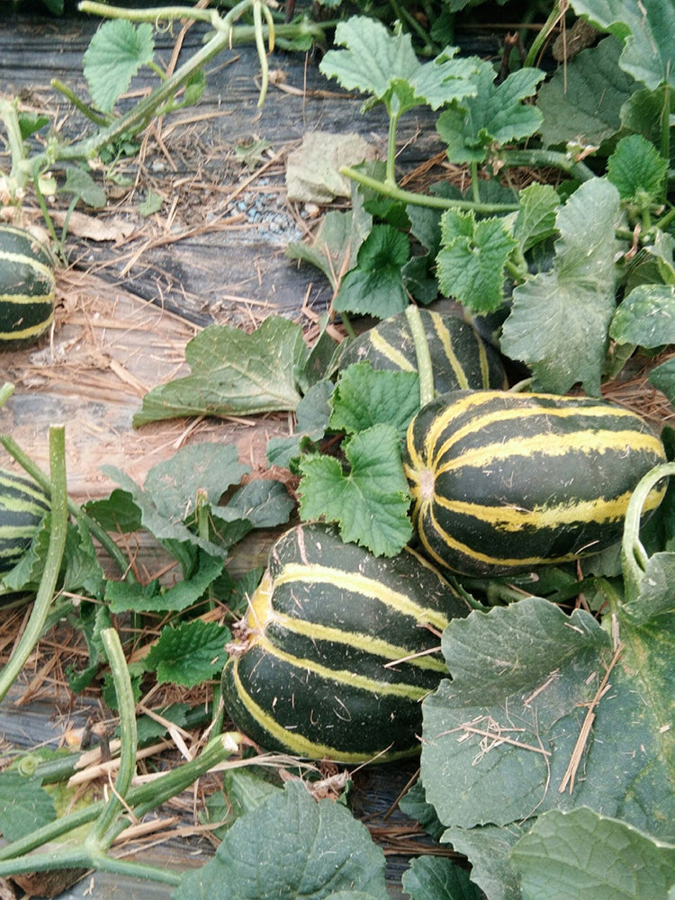 Bing Tangzi Melon