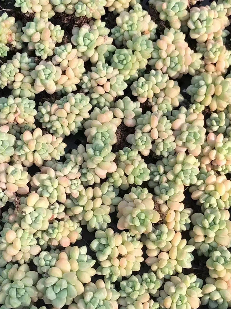 Echeveria cv. 'Bubblegum'