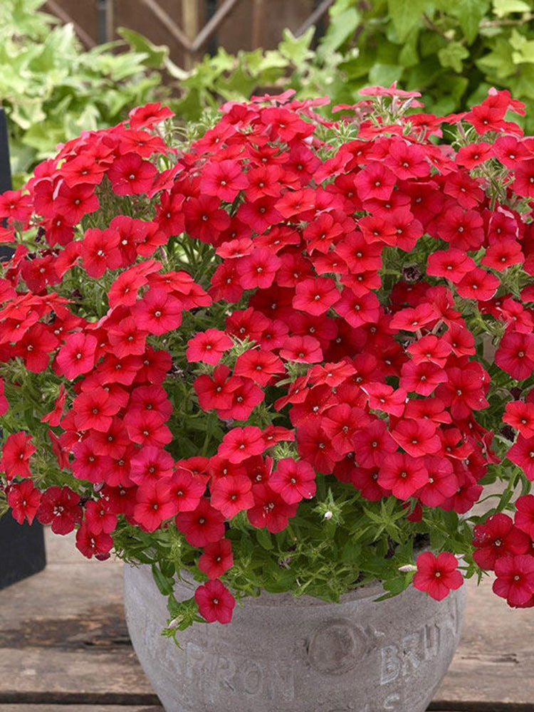 Scarlet Annual Phlox