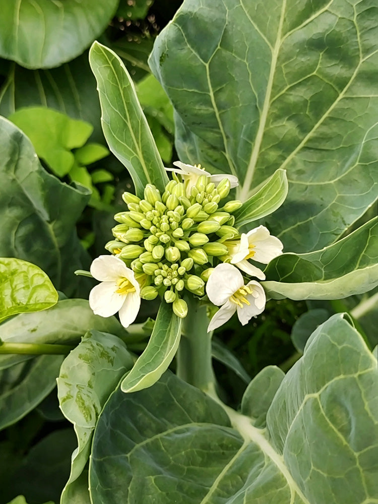 'Jiemei Jinmei Zhonghua' Chinese Kale