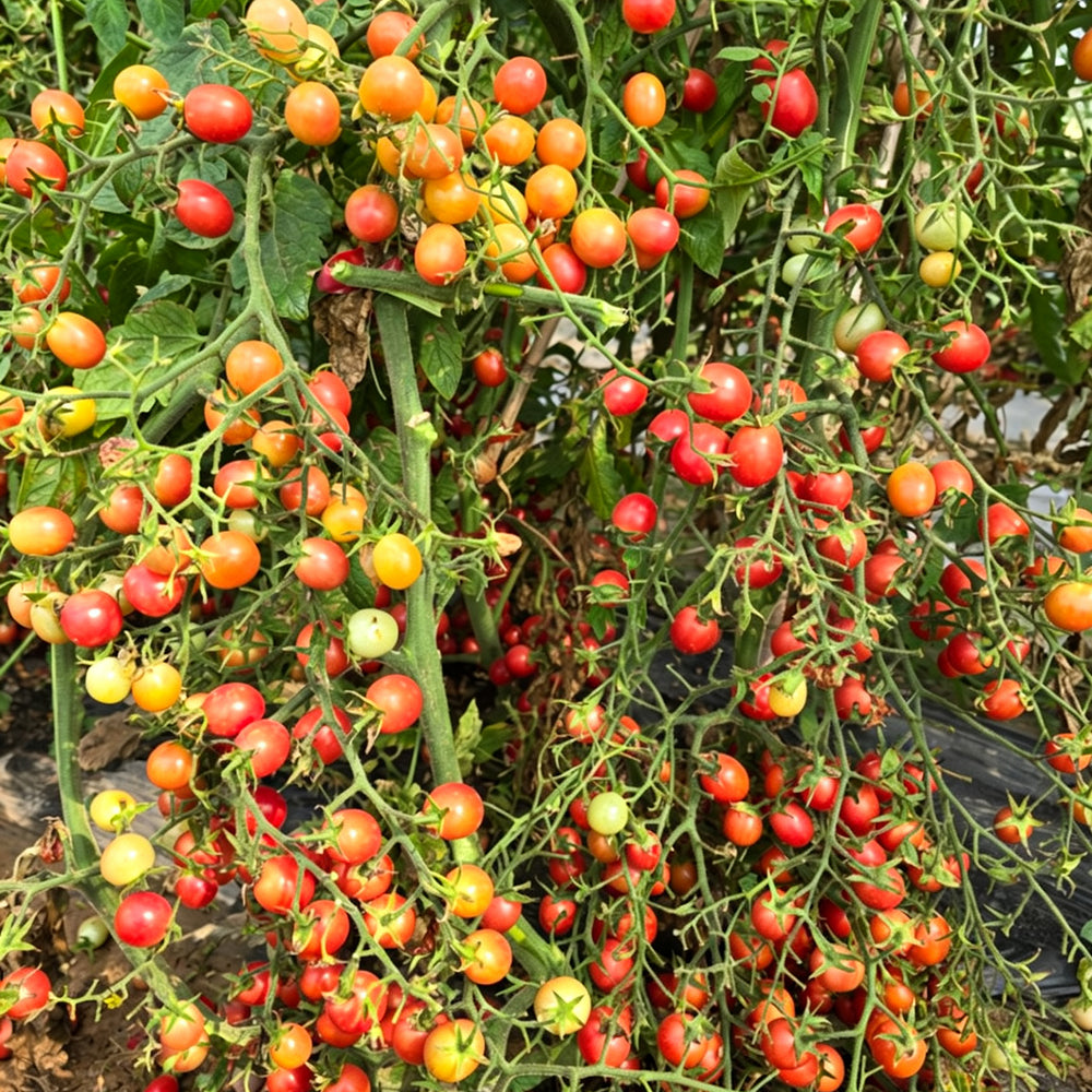 773 Pink Waterfall Cherry Tomato
