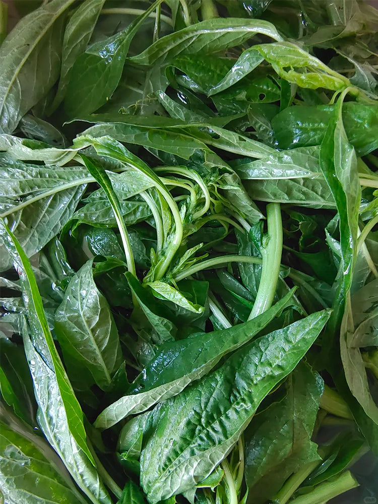 Willow-Leaf White Amaranth