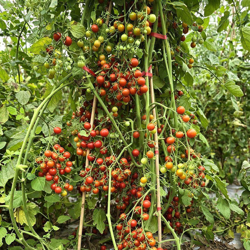 611 Barberry Cherry Tomato
