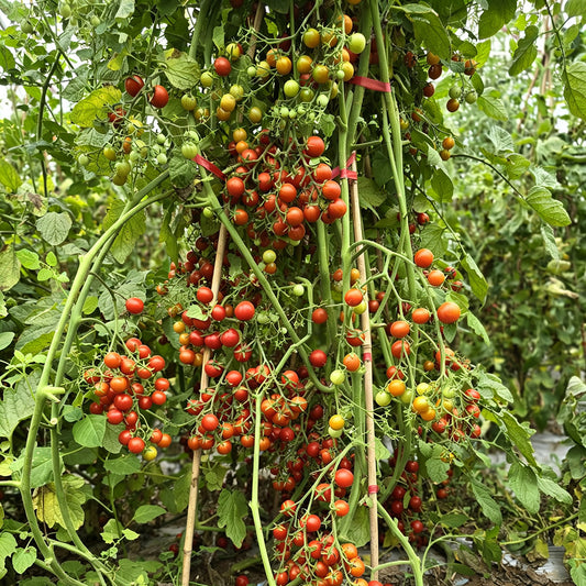 611 Barberry Cherry Tomato