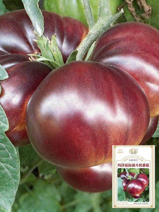 Martha Starfighter Tomato