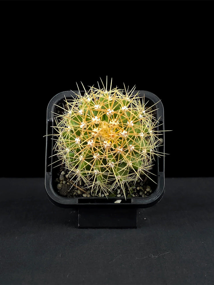 Ferocactus schwarzii