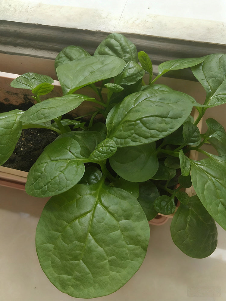 Large-Leaf Malabar Spinach