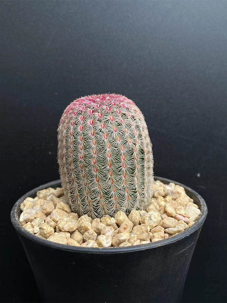 Echinocereus rigidissimus subsp. rubispinus