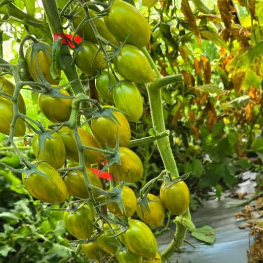626 Boar's Tooth Tomato