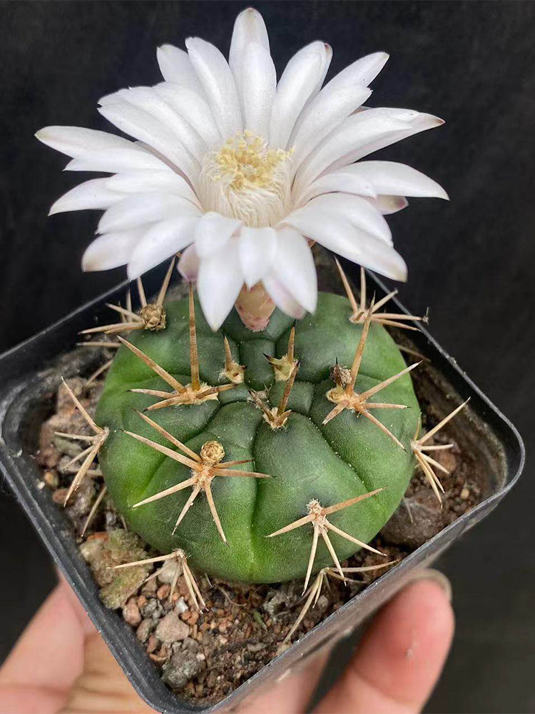 Gymnocalycium eurypleurum