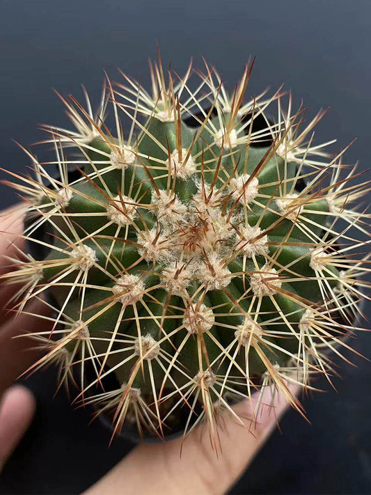 Melocactus broadwayi