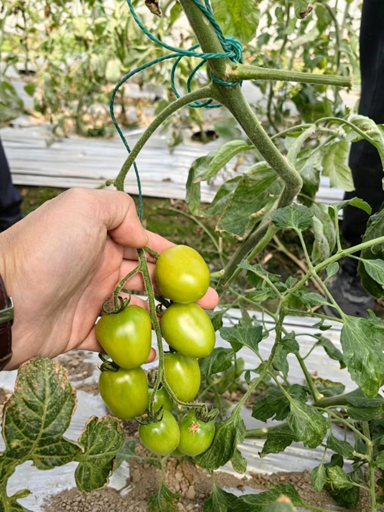Green Jade Cherry Tomato