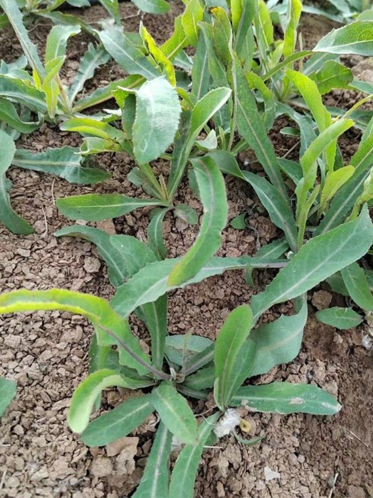 Jiliqingfeng Wild Qumai Chicory