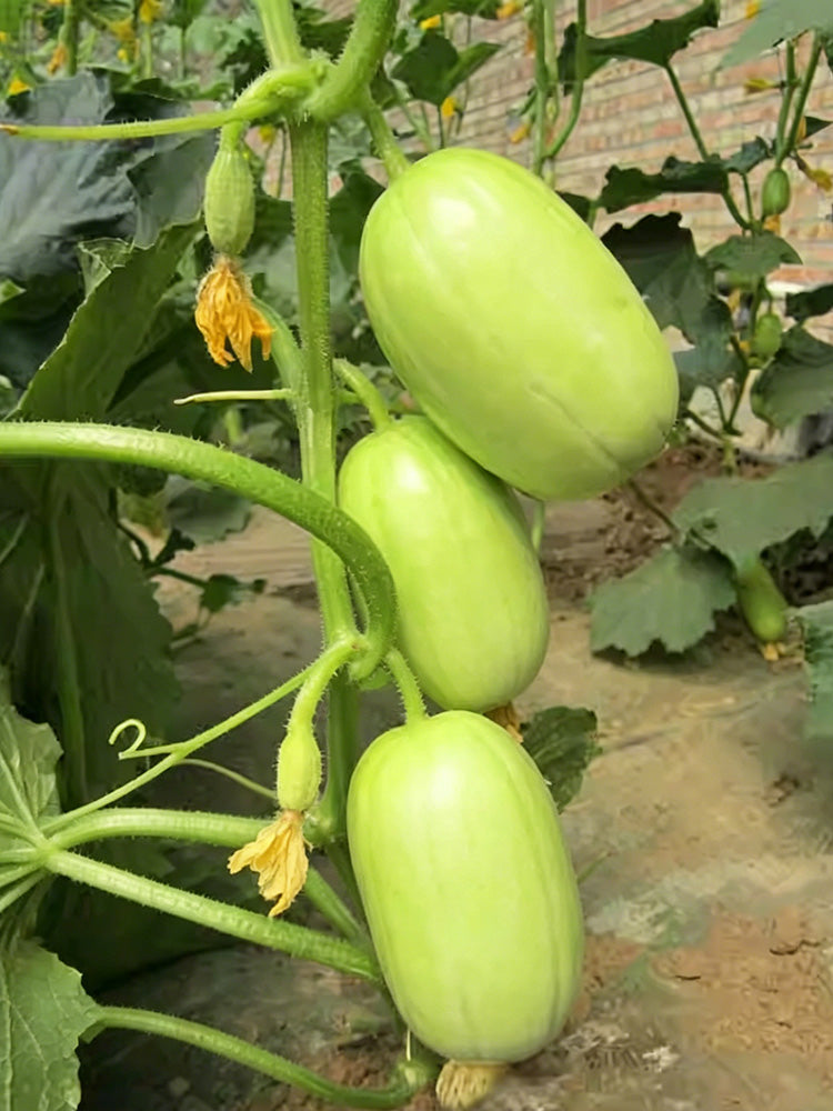 Yuanbao Fruit Cucumber