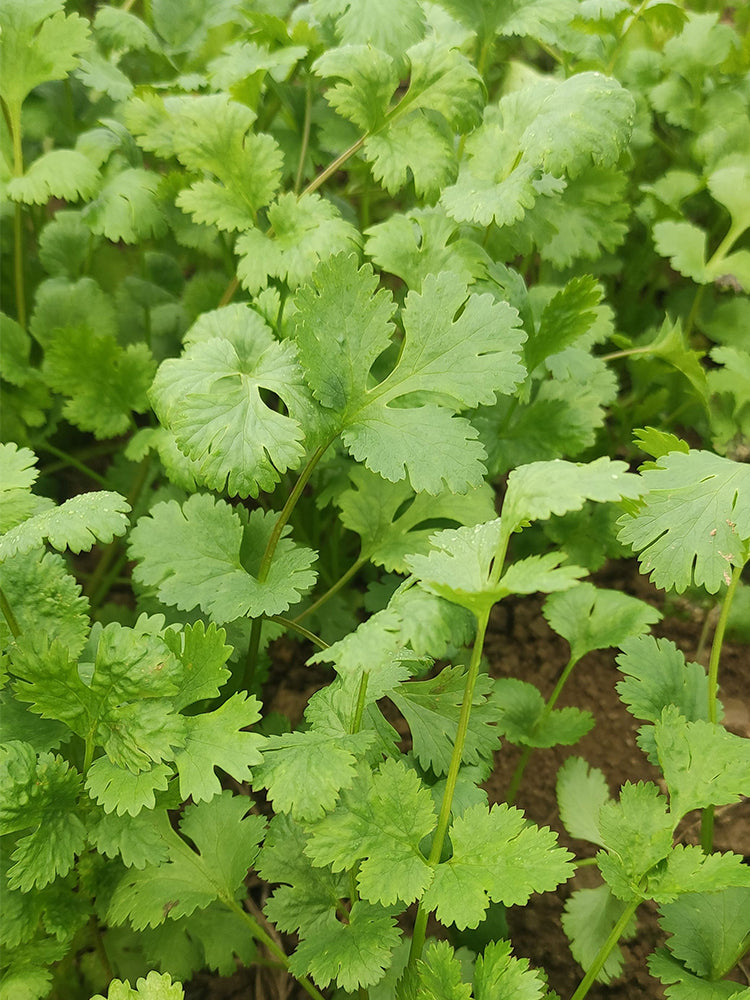 'Jiefeng' Large-Leaf Coriander
