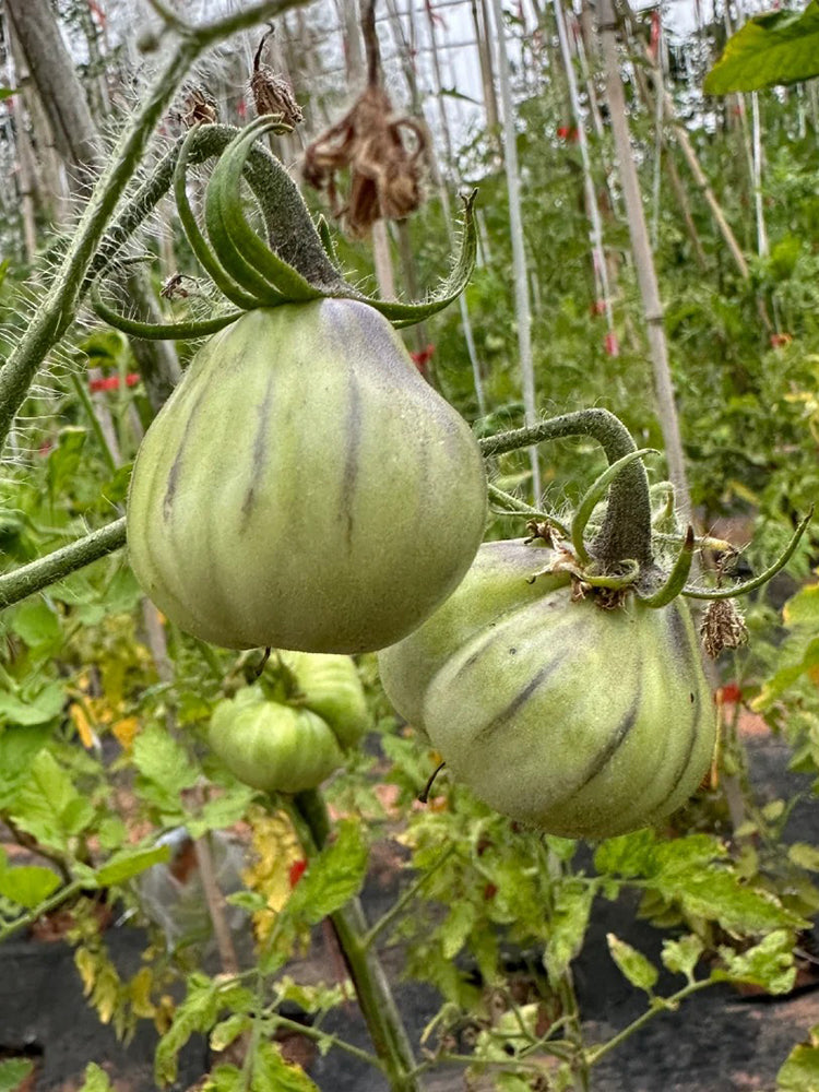 Blue Pear Tomato