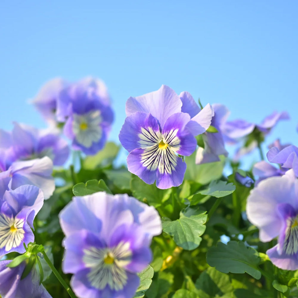 U2336 Cats Plus Marina F1 Pansy