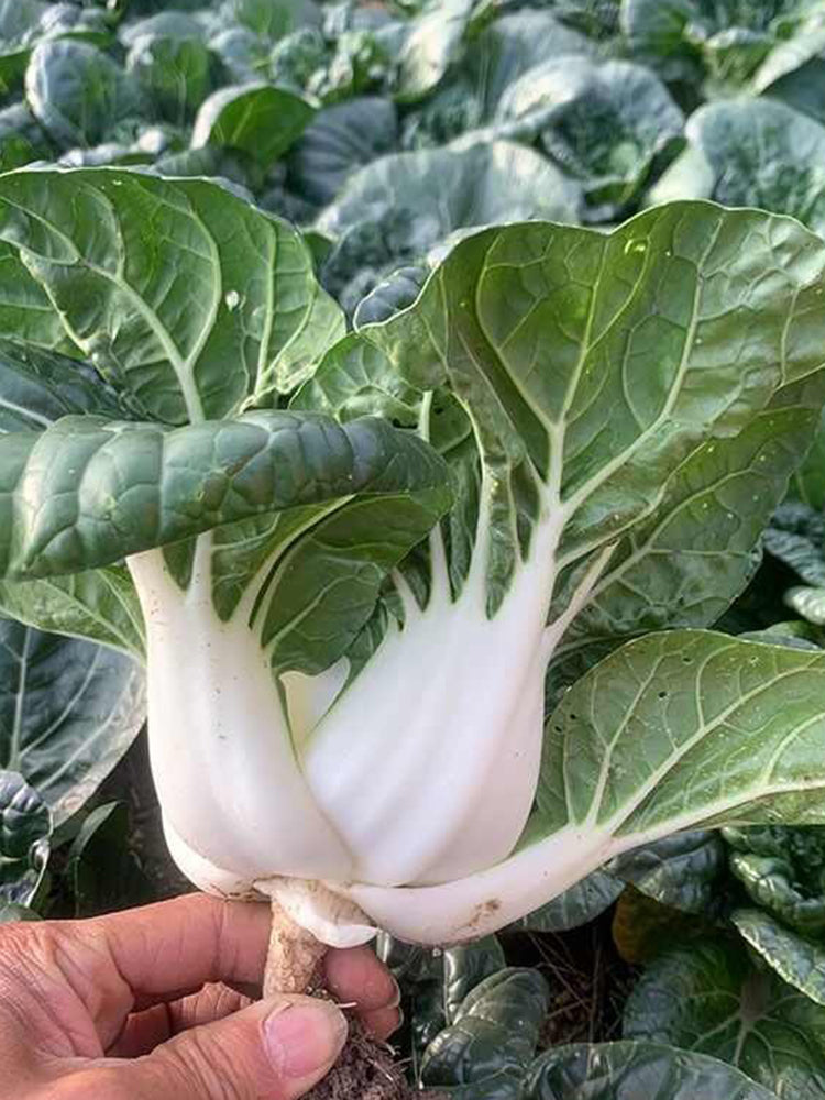 Dwarf Black-leaf Pak Choi