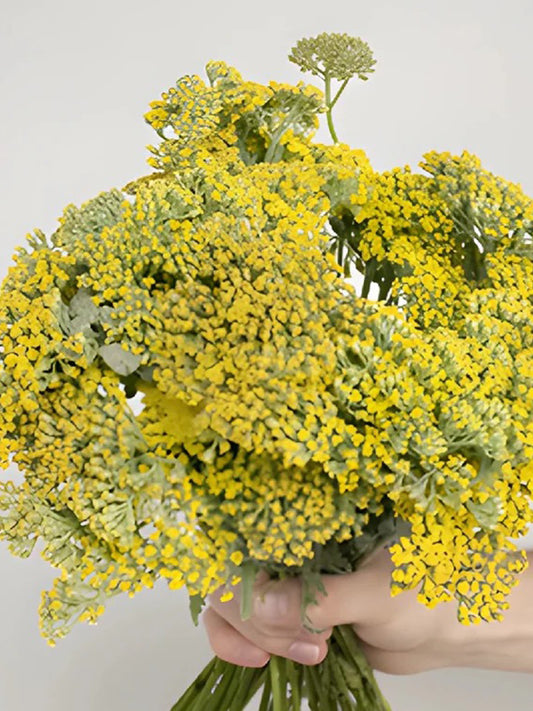 Yarrow, Yellow