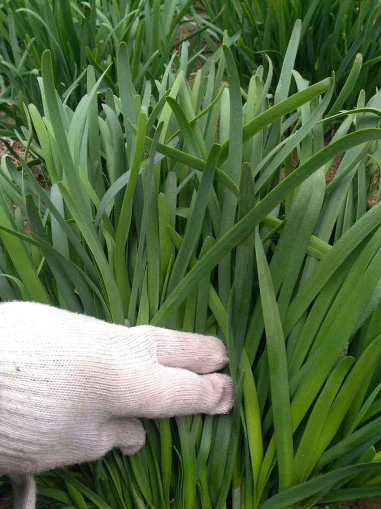 Purple Root Chinese Chives