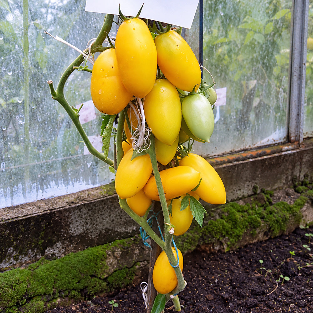 229 Zolotaya Rybka Tomato