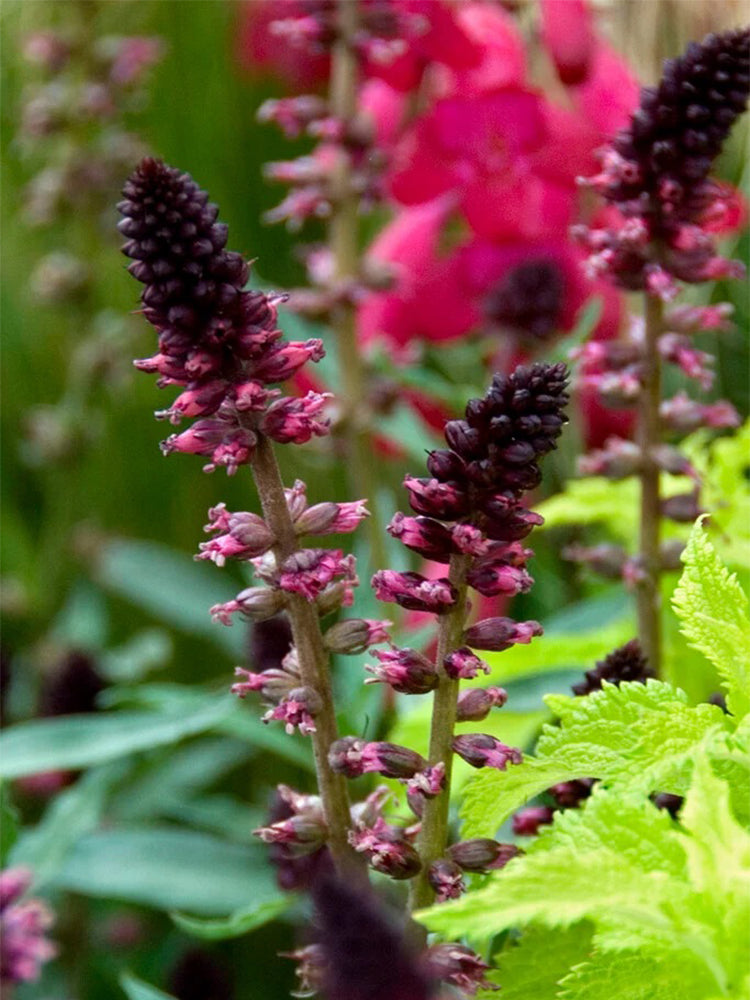 'Beaujolais' Purple Loosestrife