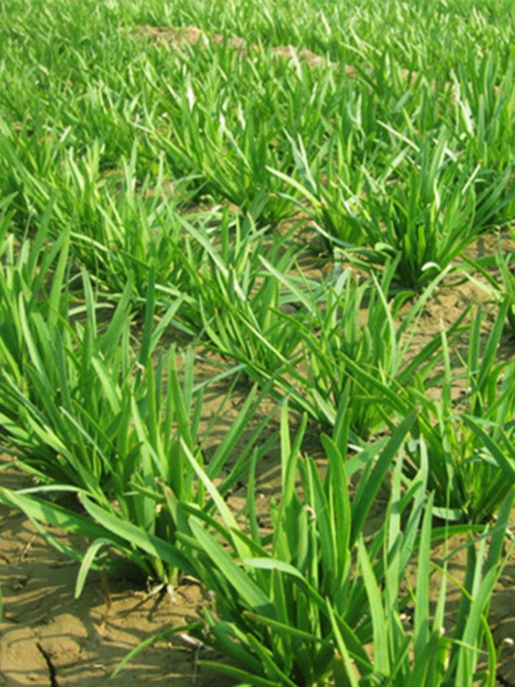 HUAJUN Purple-rooted Chinese Chives