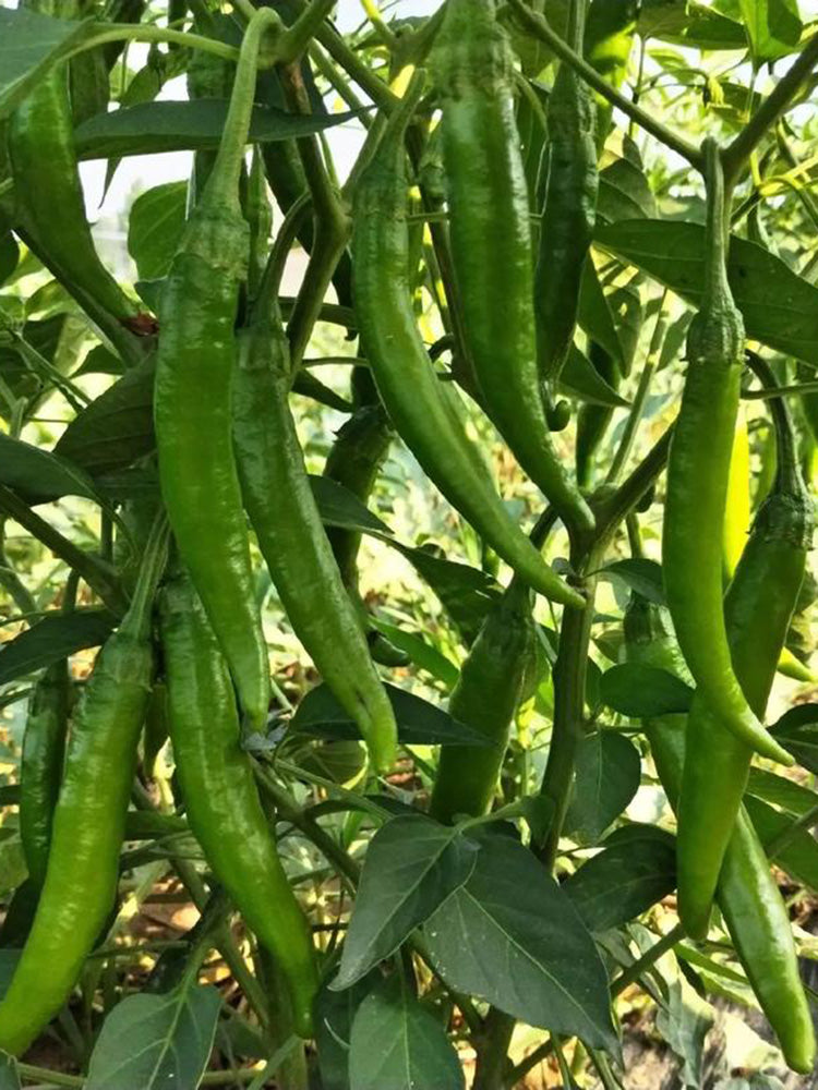 Xiangla Hangjiao Pepper