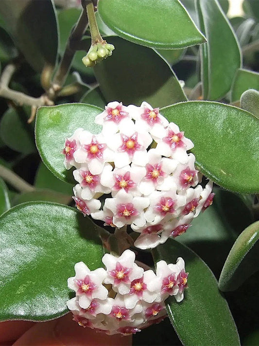 Coin Leaf Hoya Stem Cuttings