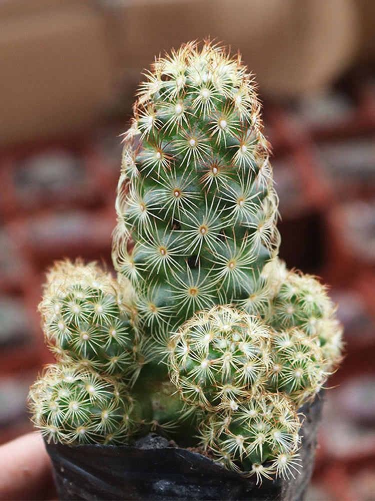 Mammillaria gracilis