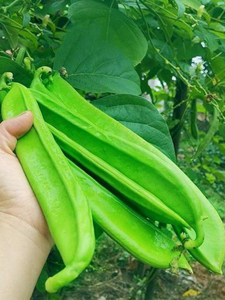 Thick-fleshed Sword Beans