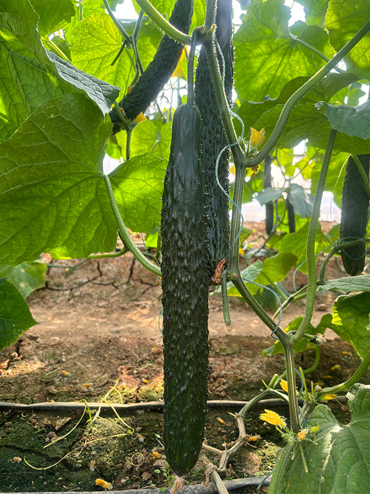 'Fuyang 35' F1 Cucumbers (Cucumis sativus)