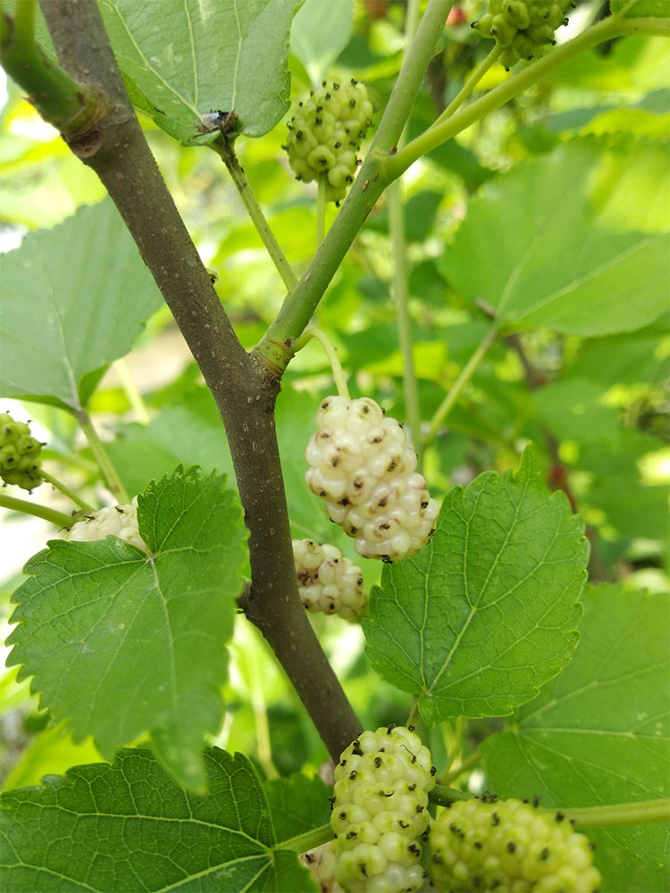 Korean Big White Pearl Mulberry