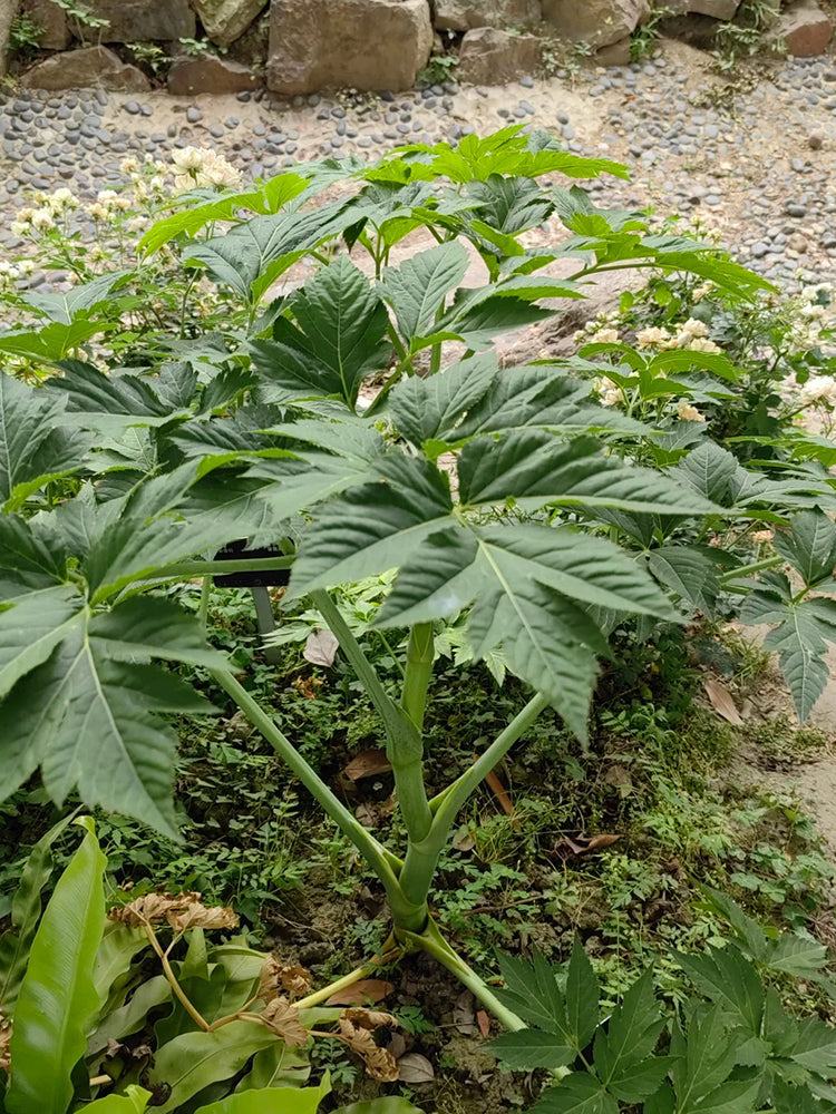 Japanese Ashitaba