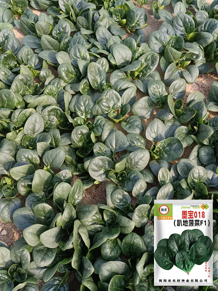 'Mobao 018' Prostrate Spinach