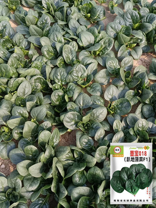 'Mobao 018' Prostrate Spinach