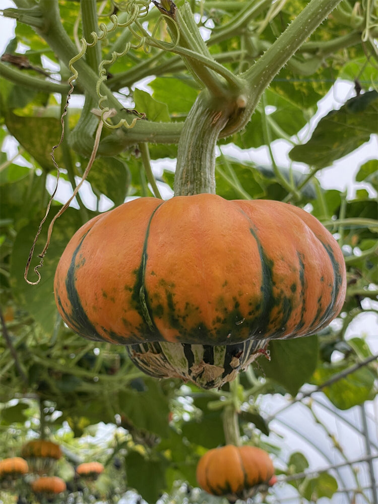 Hezhichun Decorative Pumpkin Seed Mix