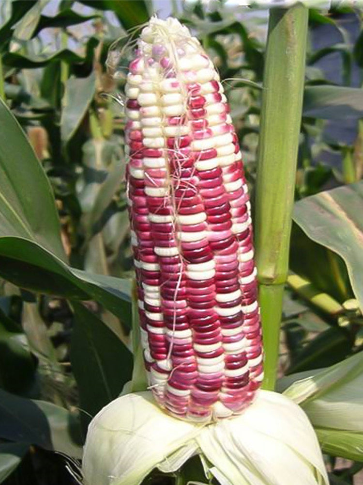 Color Sweet-waxy Corn No.102