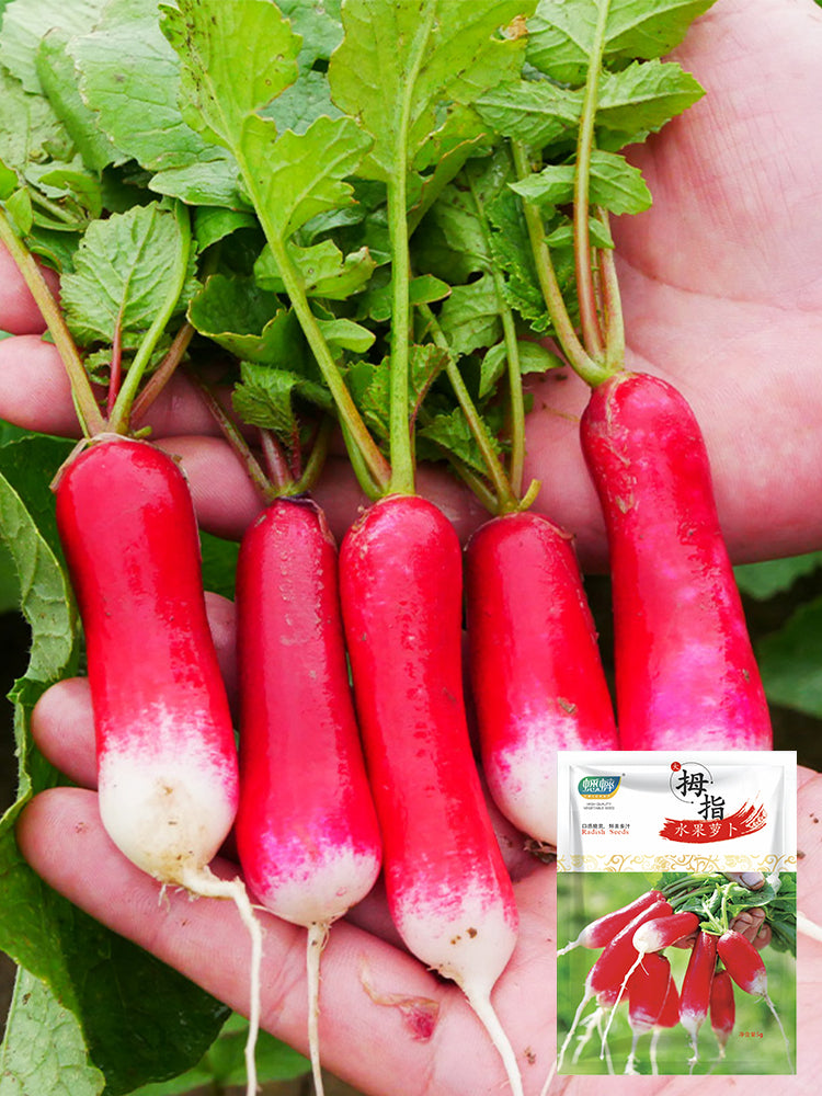 Thumb-sized Fruit Radish