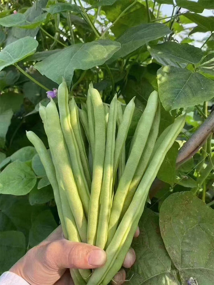 'Shuangqing No.38' Green Bean