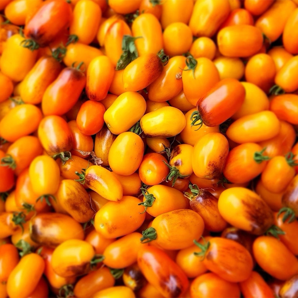 42 Golden Hour Tomato