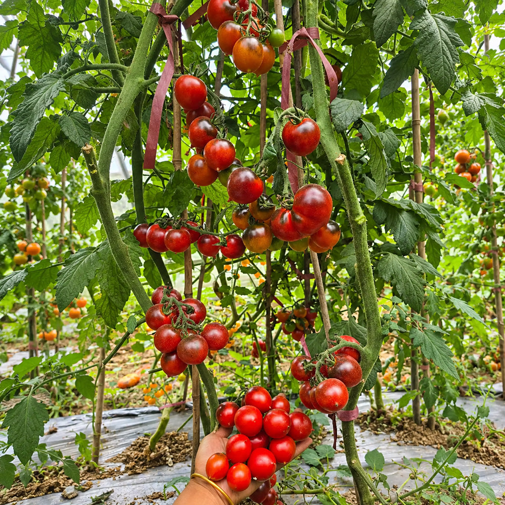 326 Blueberry Blues F1 Tomato