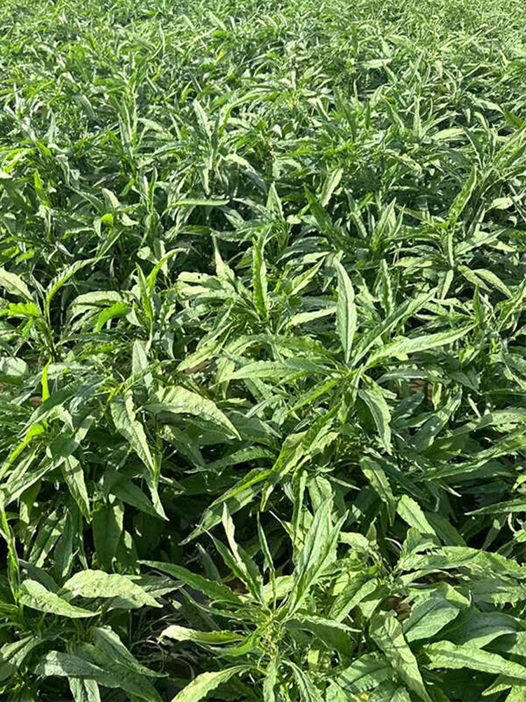 Willow-Leaf White Amaranth