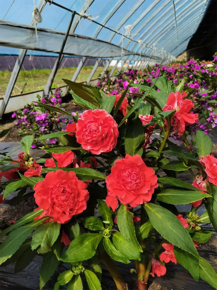 Red Garden Balsam Double Flowers (Impatiens balsamena.L)